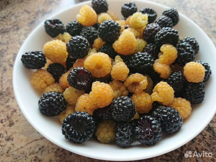 Малина летняя желтая Golden Queen