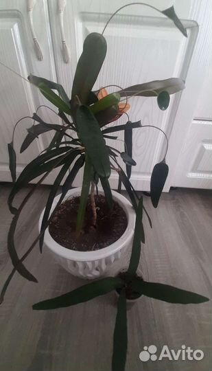 Кротон Мать и дочь