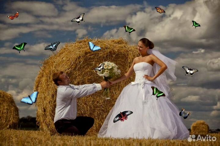 Салют из 20 Живых Тропических Бабочек с/б-29