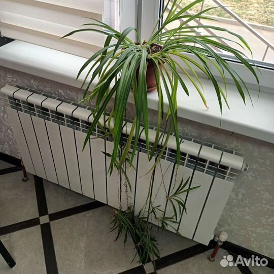 Хлорофитум