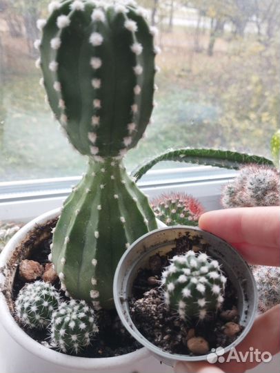 Кактусы и кактусник