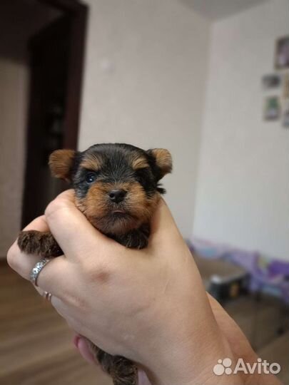 Йокширский терьер мини