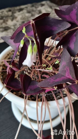 Оксалис / Кислица / Клевер счастья