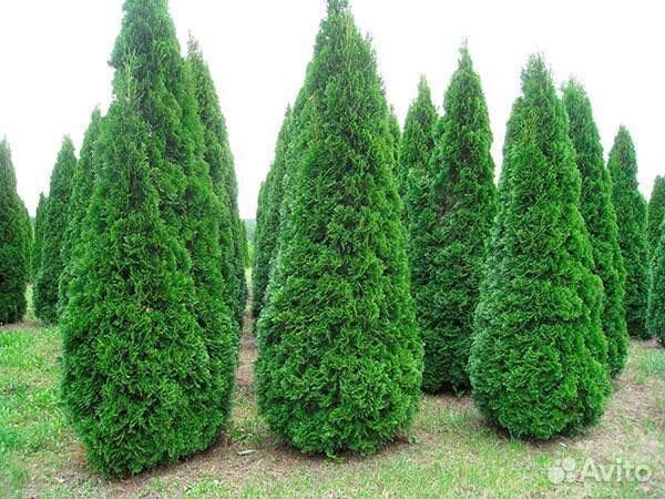 Туя Смарагд