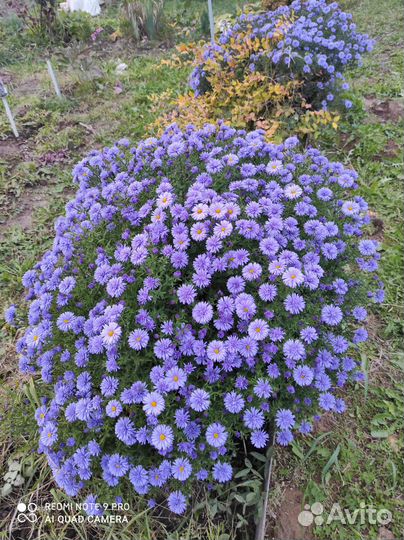 Астра Блю Лагун