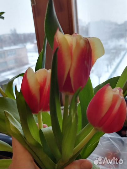 Тюльпаны букеты к 8 марта