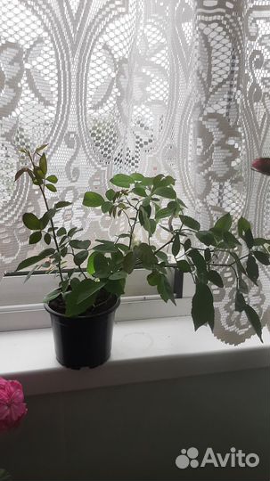 Бенгальская роза