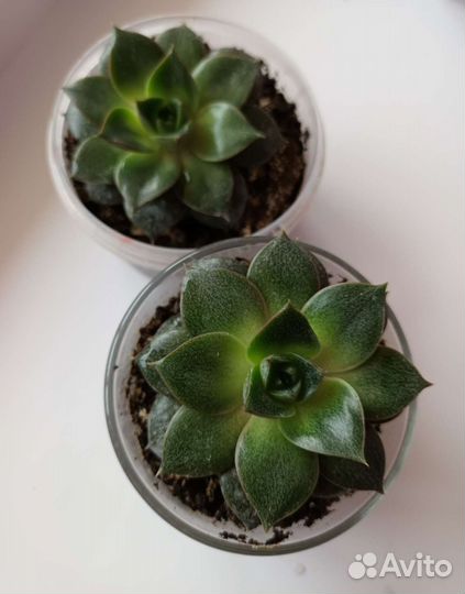 Кактусы и суккуленты, комнатные цветы