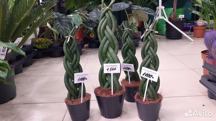 Сансиевиерия косичка