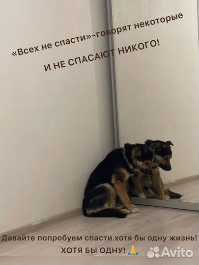 Собака в добрые руки