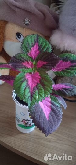Комнатные цветы колеус