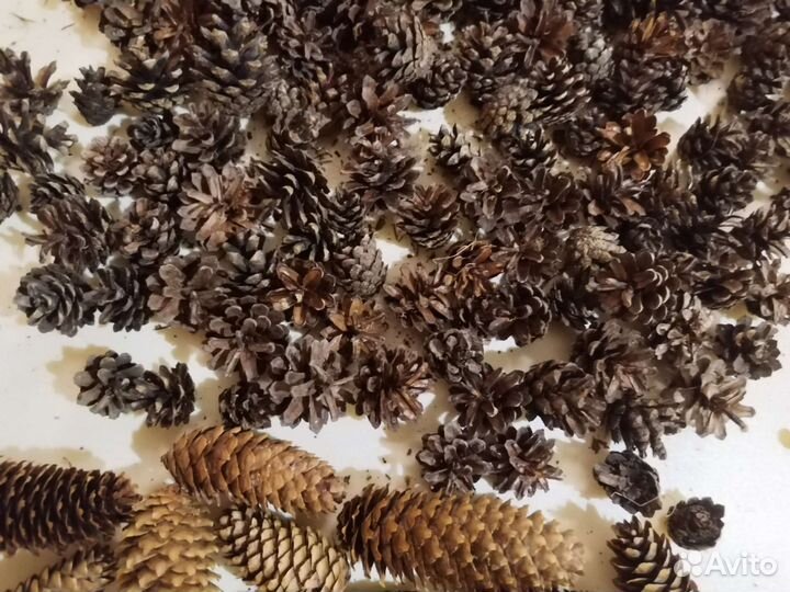 Шишки сосновые, еловые