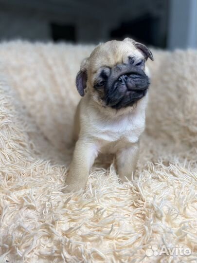 Щенки мопса