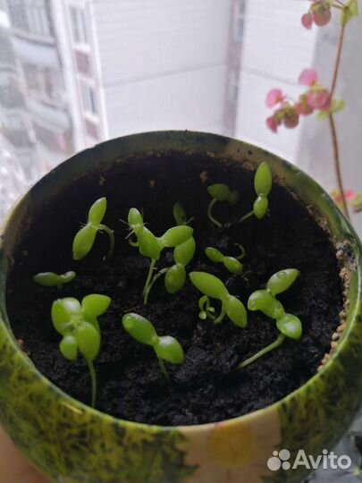 Питахайя (Драконий фрукт) ростки