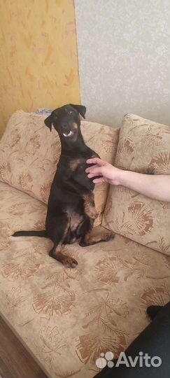 Вязка ягдтерьера