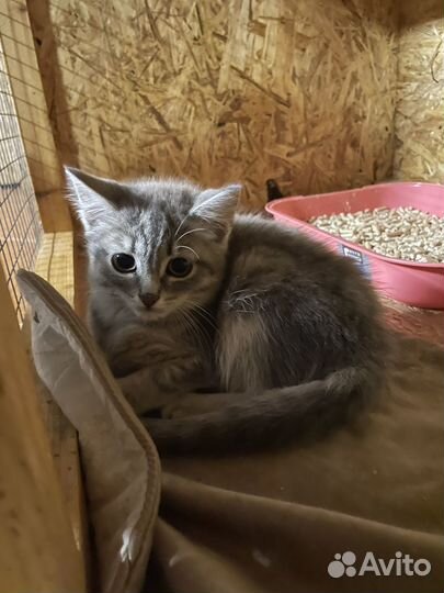 Котенок Кисо