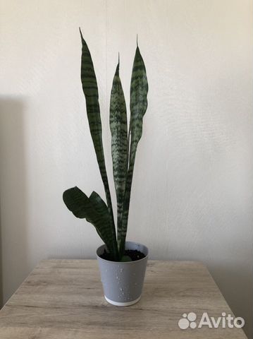 Сансевиерия