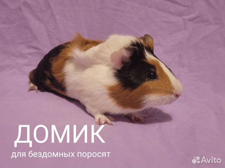 Морские свинки в добрые руки