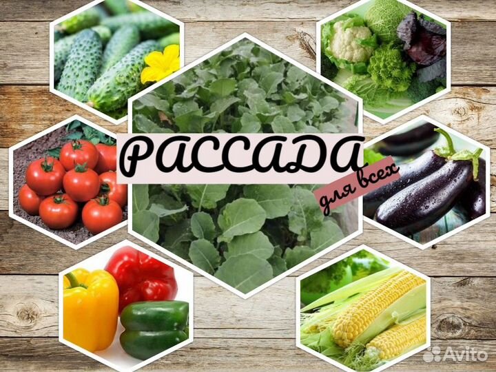 Рассада овощей