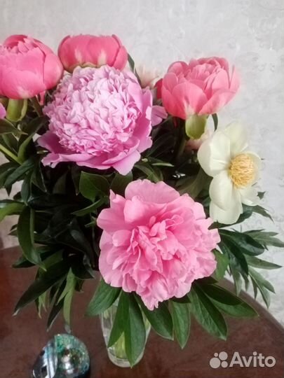 Цветы пиона