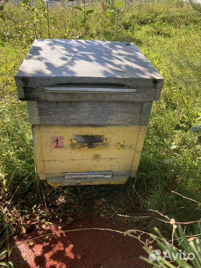 Ульи, пчелы и пчелиный инвентарь