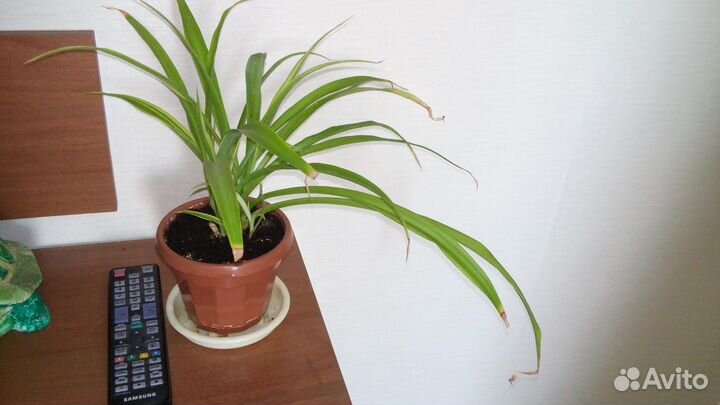 Хлорофитум комнатный цветок