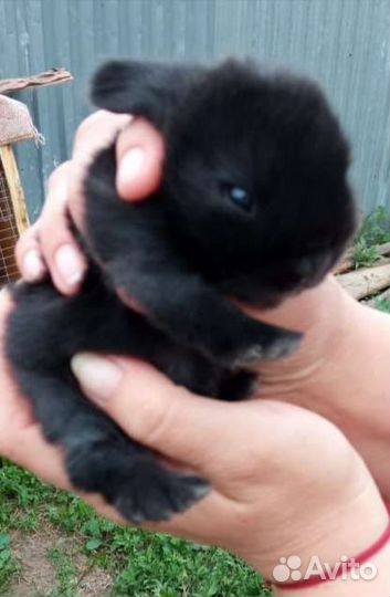 Крольчата декоративные