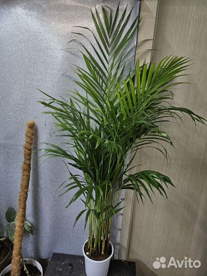 Пальма Арека 17/100, 140