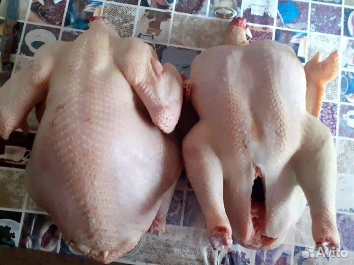 Мясо индейки, гуси, куры