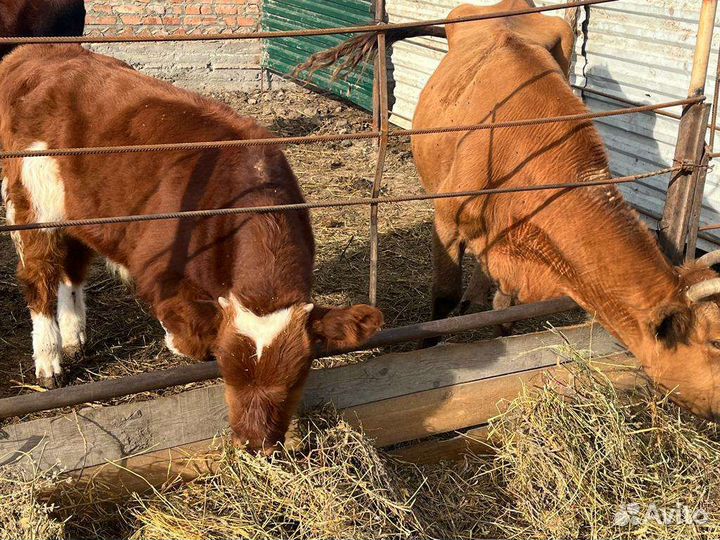 Тёлка джерси, корова, бычок