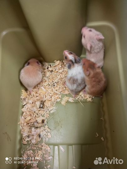 Сирийский хомяк