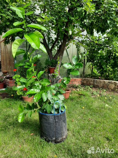 Продам саженцы лимонов