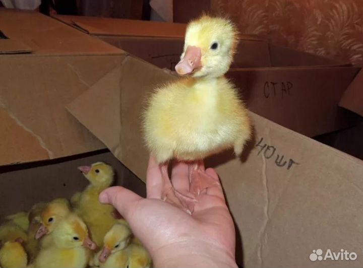 Гусиные яйца