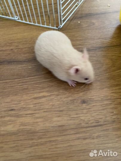 Сирийский хомяк