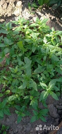 Мята сортовая