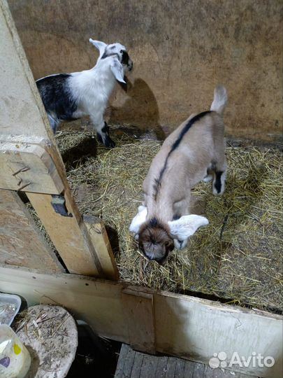 Коза и козлята