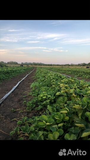 Рассада клубники клери