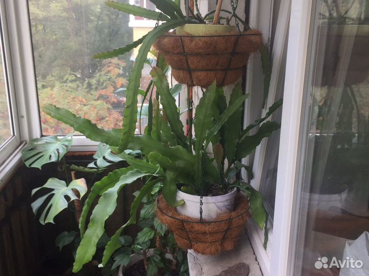 Подвесное кашпо с вкладышем из кокосового волокна