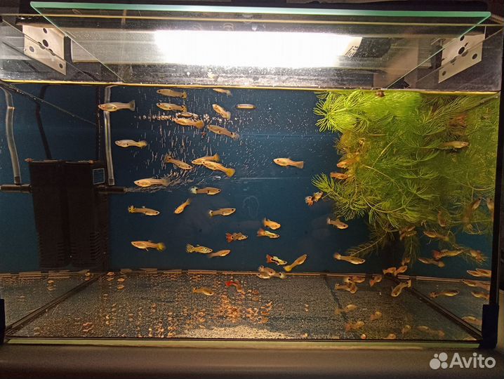 Аквариумные рыбки гуппи