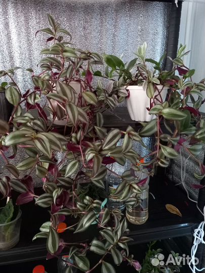 Комнатные цветы