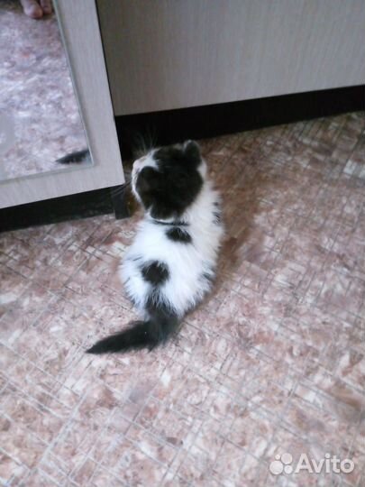 Кот