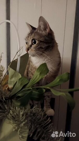Кошка домашняя спокойная стерелизованная