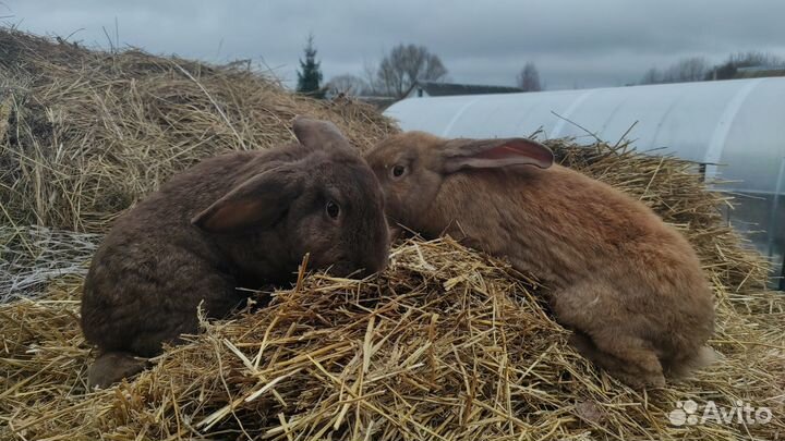 Кролики мясных пород