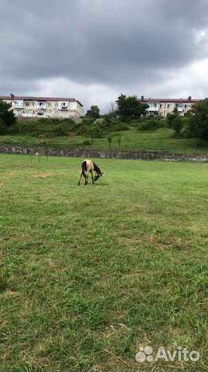 Кабыла Арабская помесь