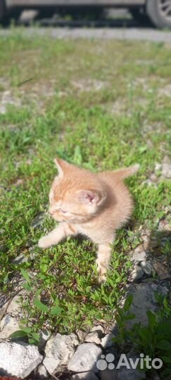 Котята в добрые руки бесплатно