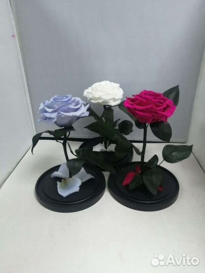 Роза в колбе оптом и в розницу