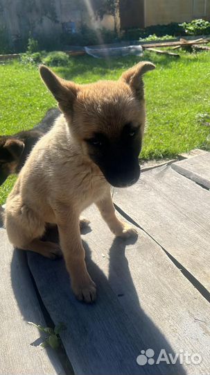 Щенки-подкидыши Бони (д.) и Дозор (м.) - 6/7 месяц