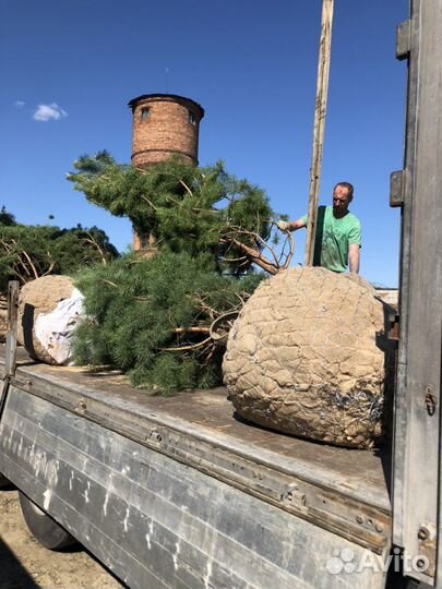 Сосна ель береза клен дуб липа крупномеры