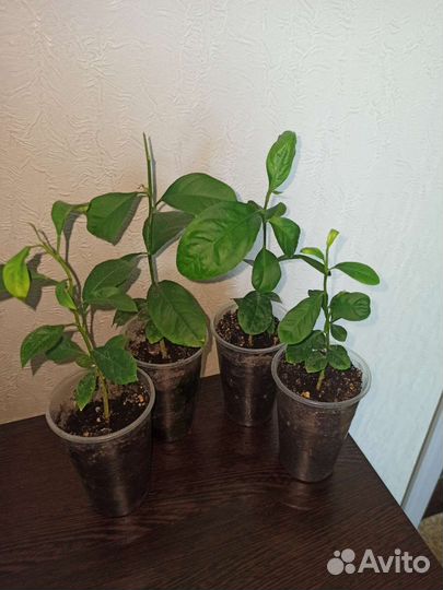 Саженцы домашнего мандарина