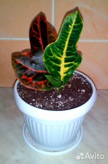 Комнатные растения